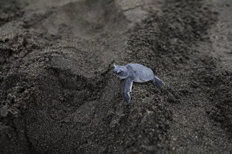 deniz kaplumbagalari icin sahil temizligi ZpzH1SNy