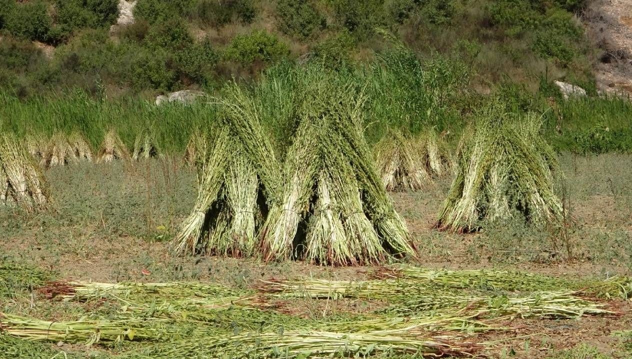 altin susamda hasat basladi GlZxUbij