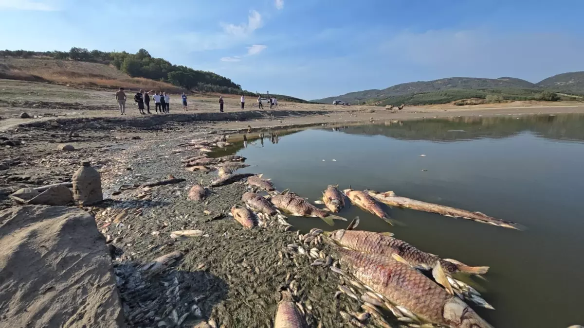cinarli goletinde balik olumleri artiyor xgaqRjl1