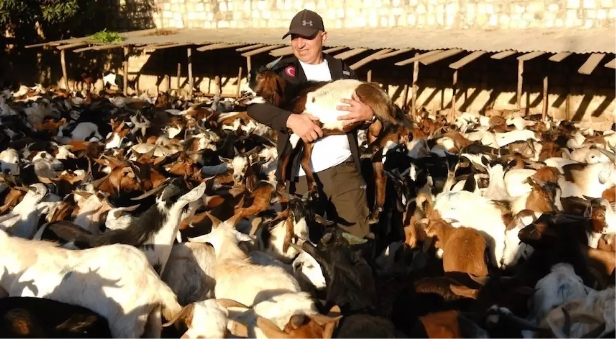 Gönüllü Dernekten Afrika’ya Süt Keçisi Desteği gonullu dernekten afrikaya sut kecisi destegi Ar5ABht1