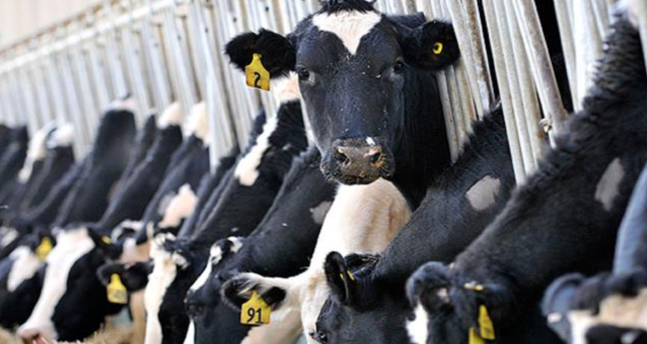 Hayvancılıkla ilgili destekleme miktarlarında artışa gidildi hayvancilikla ilgili destekleme miktarlarinda artisa gidildi KzvBU4Ow