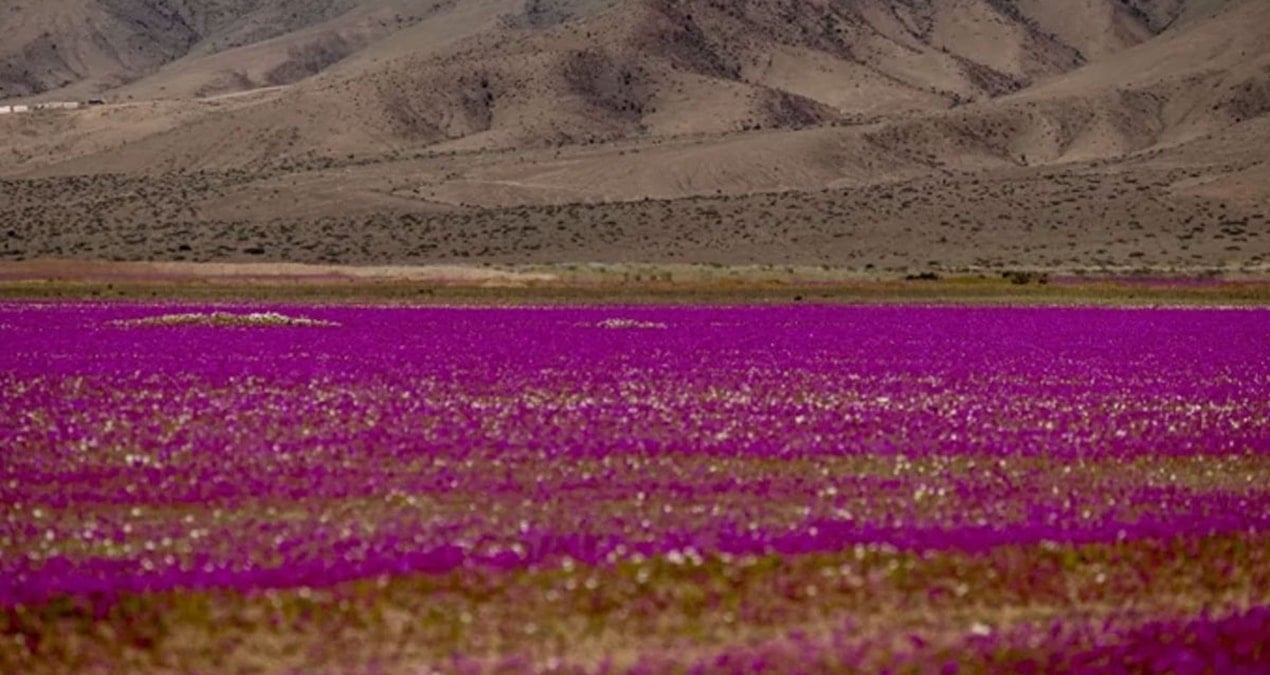 dunyanin en kurak colu cicek tarlasina dondu gormek icin akin ettiler UPGG8KXC