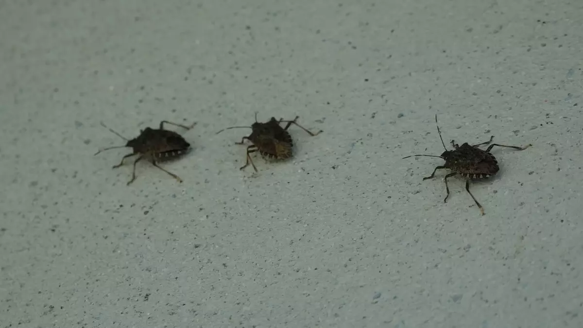 Kahverengi Kokarca Uyarısı: Cilde Temas Edilmemeli