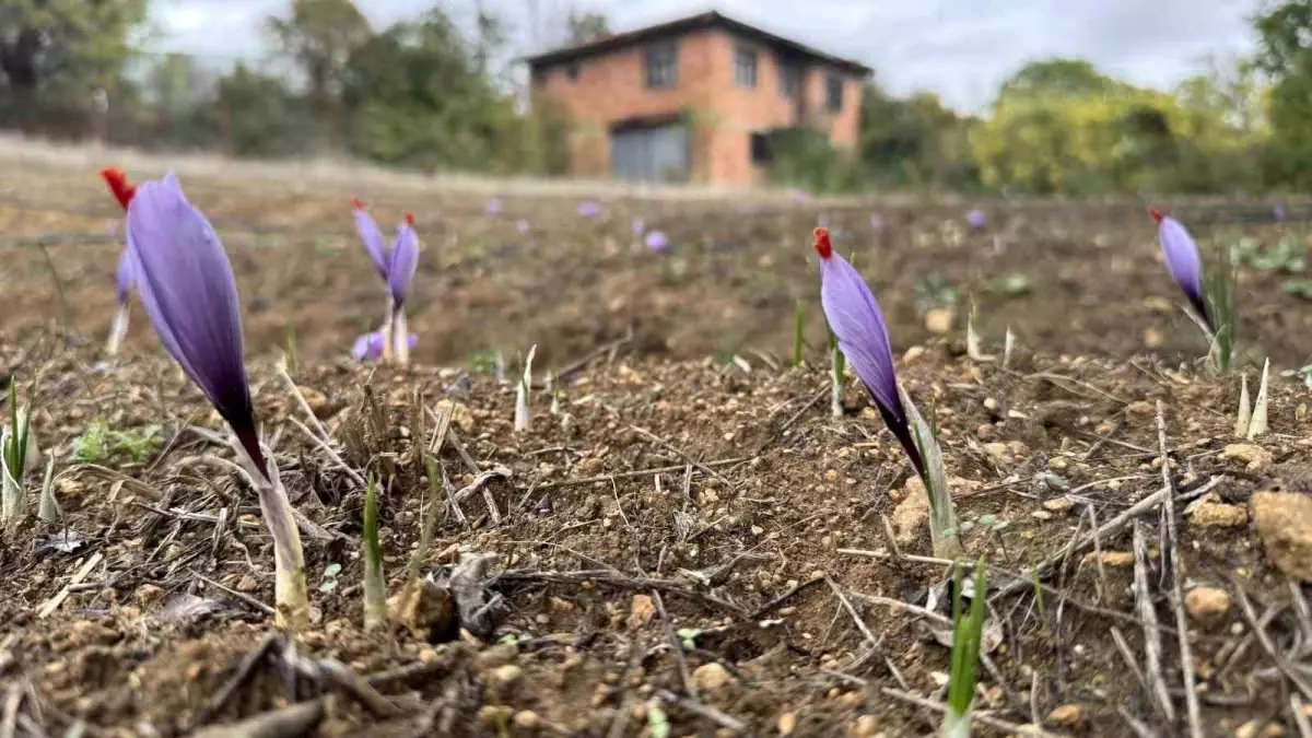 Karabük’te Dünyanın En Pahalı Baharatı Safran Erken Çiçek Açtı