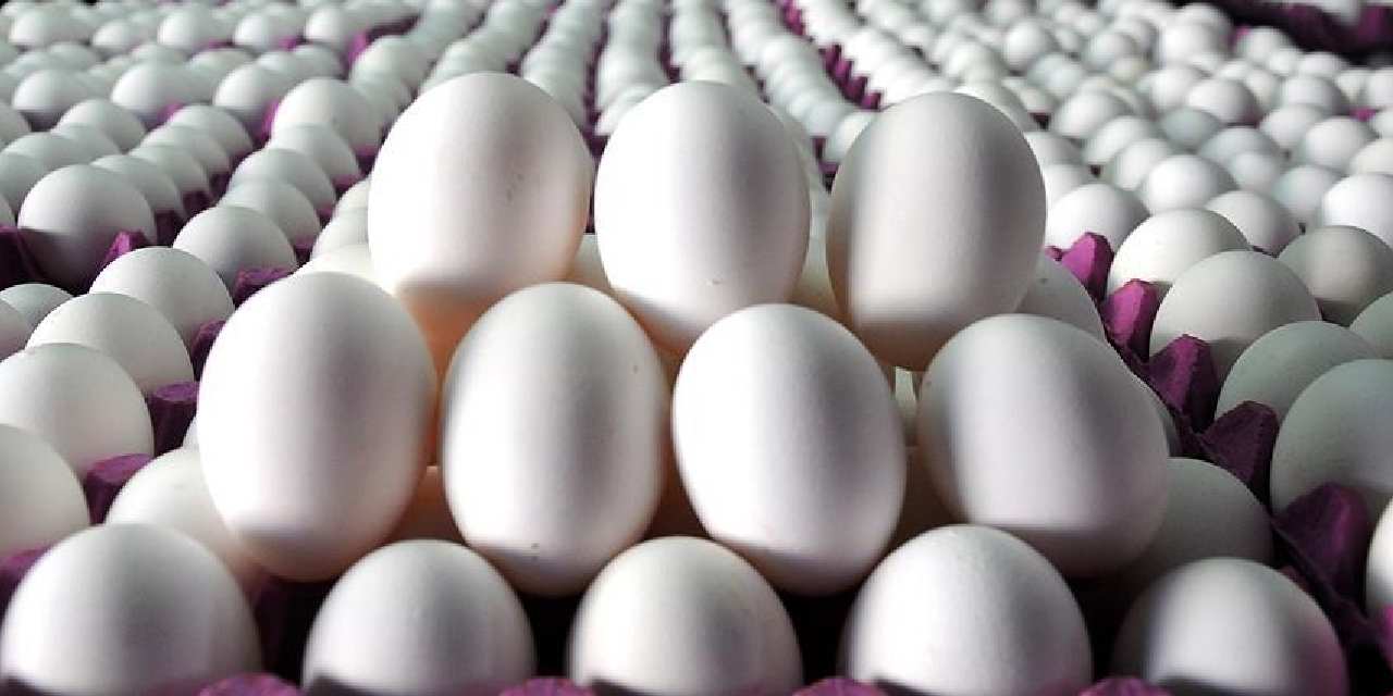 tuik acikladi yumurta azaldi ryQYCX3g.jpg