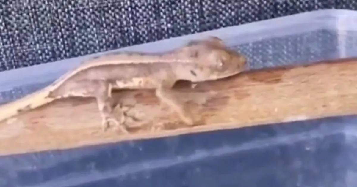 Burdur’da yasaklı yaban hayvanları ele geçirildi