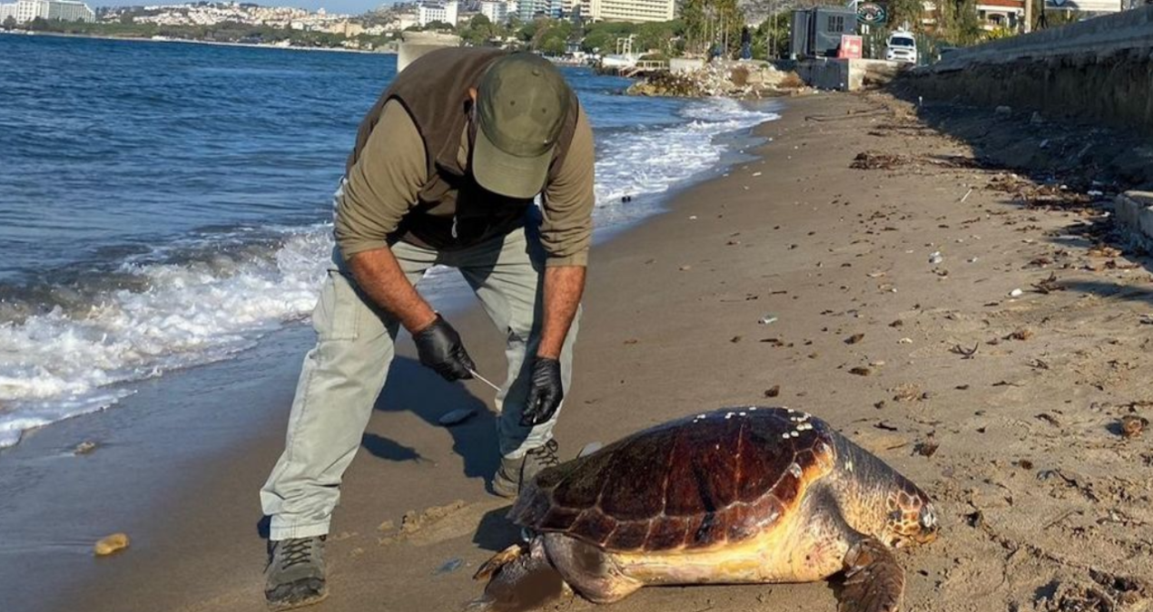 Kaplumbağalar ölü olarak Kuşadası sahiline vurmaya başladı