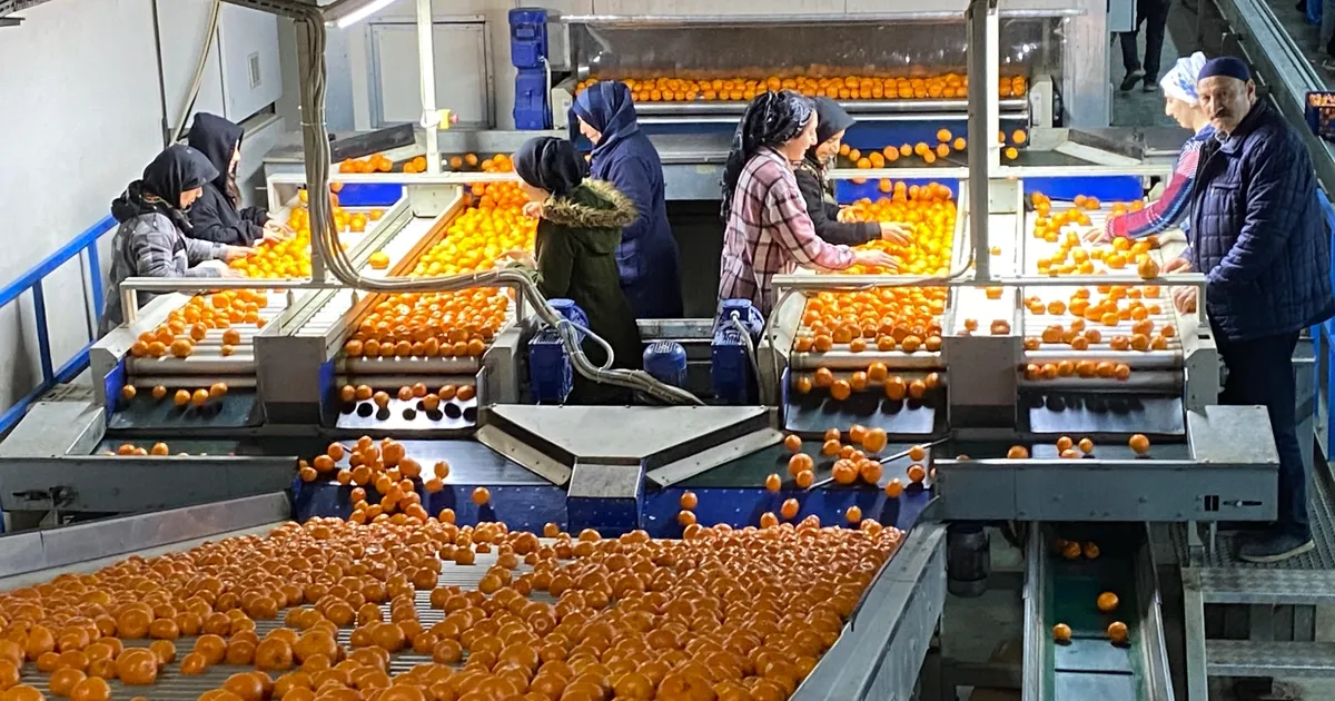 Mandalina ihracatı tarih yazıyor… 2023’ün rekorunu 2025’in 11 ayında kırdı