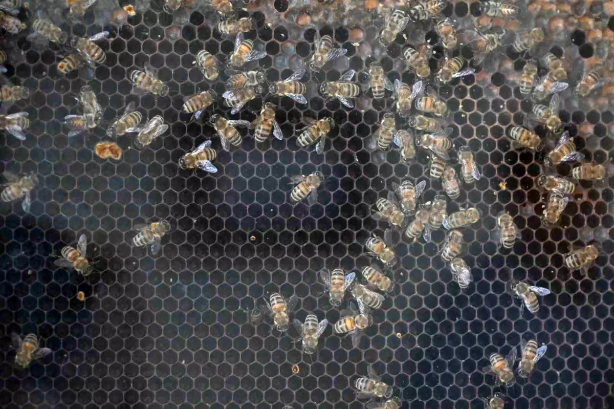 Manisa’da Kırsal Kalkınmaya 144 Milyon TL Destek