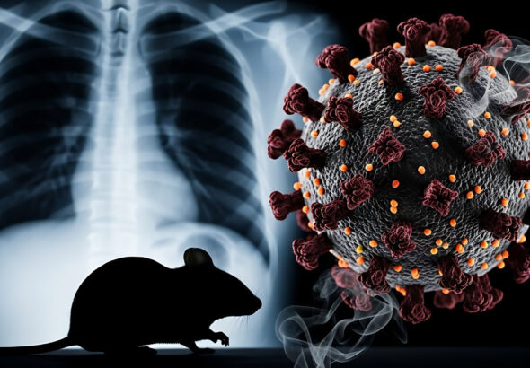 dsoden-aciklama-geldi-hantavirus-yeni-bir-salgina-neden-olabilir-mi-cZGKDvRc