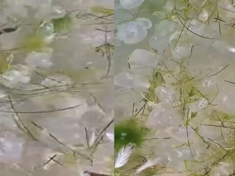 Binlercesi karadeniz kiyilarina vurdu tek tek telef oluyorlar rcbISYLw